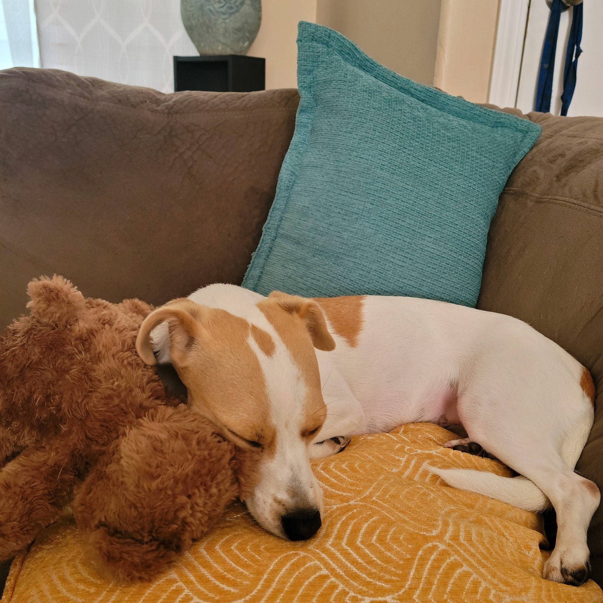 Pippin is registered to the contest to win money with this photo: carnivore, comfort, companion_dog, couch, dog, dog_breed, fawn, flooring, fur, hardwood, linens, living_room, pillow, room, scent_hound, sporting_group, studio_couch, throw_pillow, wood, working_animal