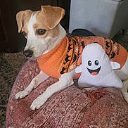 Pippin is registered to the contest to win money with this photo: dog, orange_sweater, halloween, ghost_plush, cushion, indoor, pet, animal, cozy, patterned_rug, brown, white, cute, relaxed, toy, fabric, decor, laying, small_dog, holiday