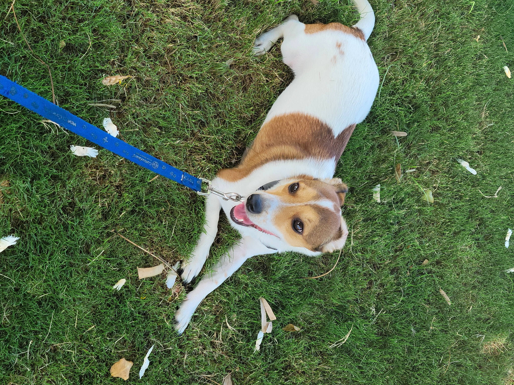 Merry is registered to the contest to win money with this photo: beagle, canidae, carnivore, collar, companion_dog, dog, dog_breed, dog_collar, dog_supply, grass, hunting_dog, leash, non_sporting_group, paw, pet_supply, puppy, snout, sporting_group, tail, working_animal