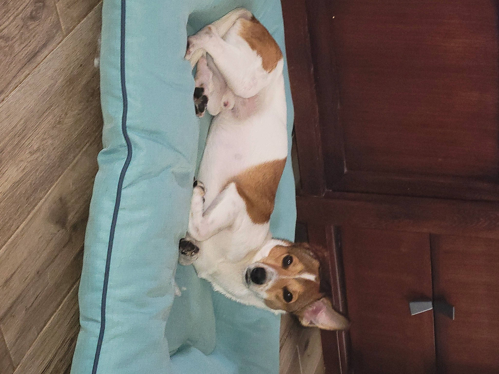 Merry joined the competition — help win amazing prizes! canidae, carnivore, comfort, companion_dog, dog, dog_breed, dog_supply, door, fawn, hardwood, linens, pet_supply, room, snout, sporting_group, stuffed_toy, tail, toy, wood, working_animal