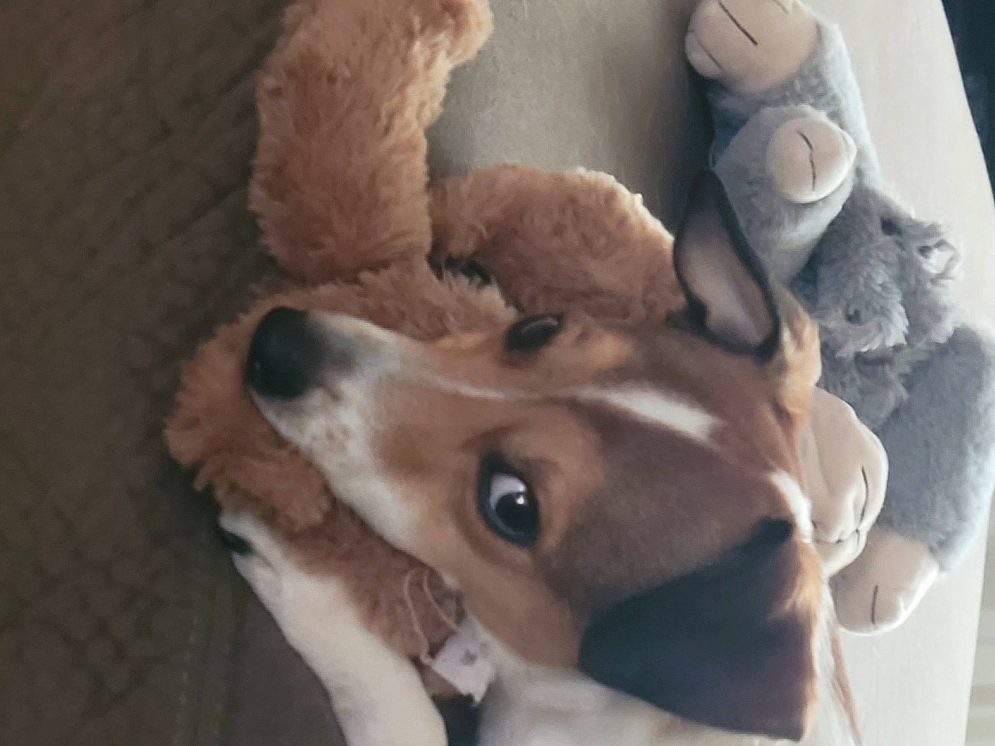 Merry joined the competition — help win amazing prizes! canidae, carnivore, companion_dog, dog, dog_breed, ear, fawn, fur, gesture, jaw, linens, liver, paw, puppy, snout, sporting_group, tail, toy_dog, whiskers, working_animal