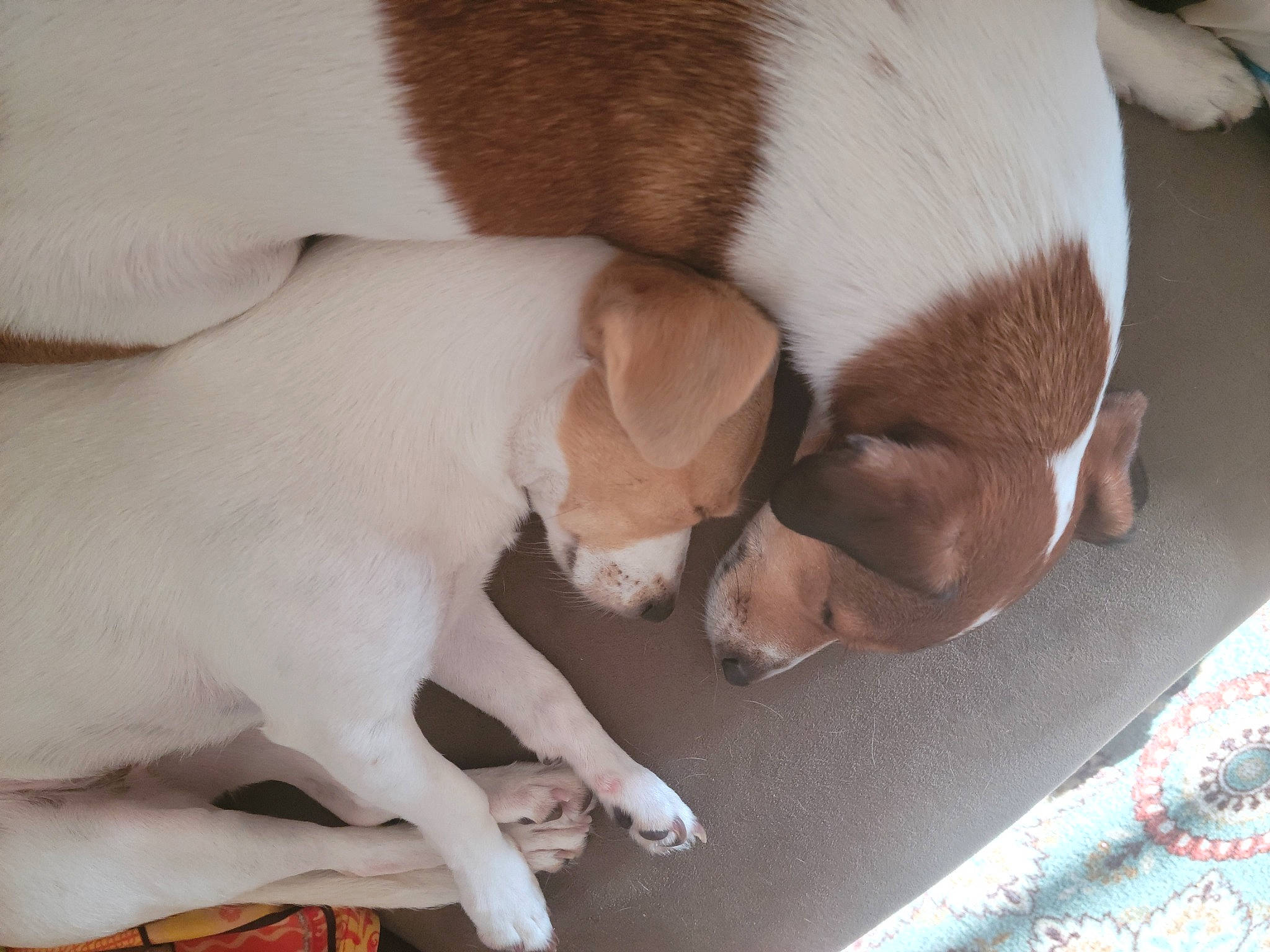 Pippin is registered to the contest to win money with this photo: beagle, canidae, carnivore, comfort, companion_dog, dog, dog_breed, fawn, felidae, fur, liver, nap, paw, puppy_love, small_to_medium_sized_cats, snout, sporting_group, tail, whiskers, working_animal