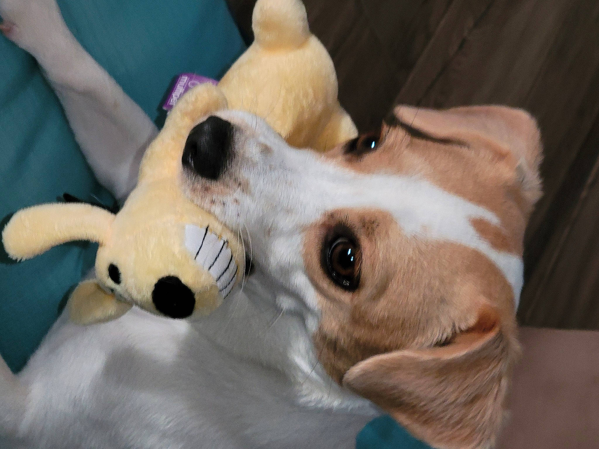 Pippin is registered to the contest to win money with this photo: basset_hound, canidae, carnivore, collar, companion_dog, dog, dog_breed, dog_collar, ear, fawn, fur, head, paw, pet_supply, snout, sporting_group, stuffed_toy, toy, whiskers, working_animal