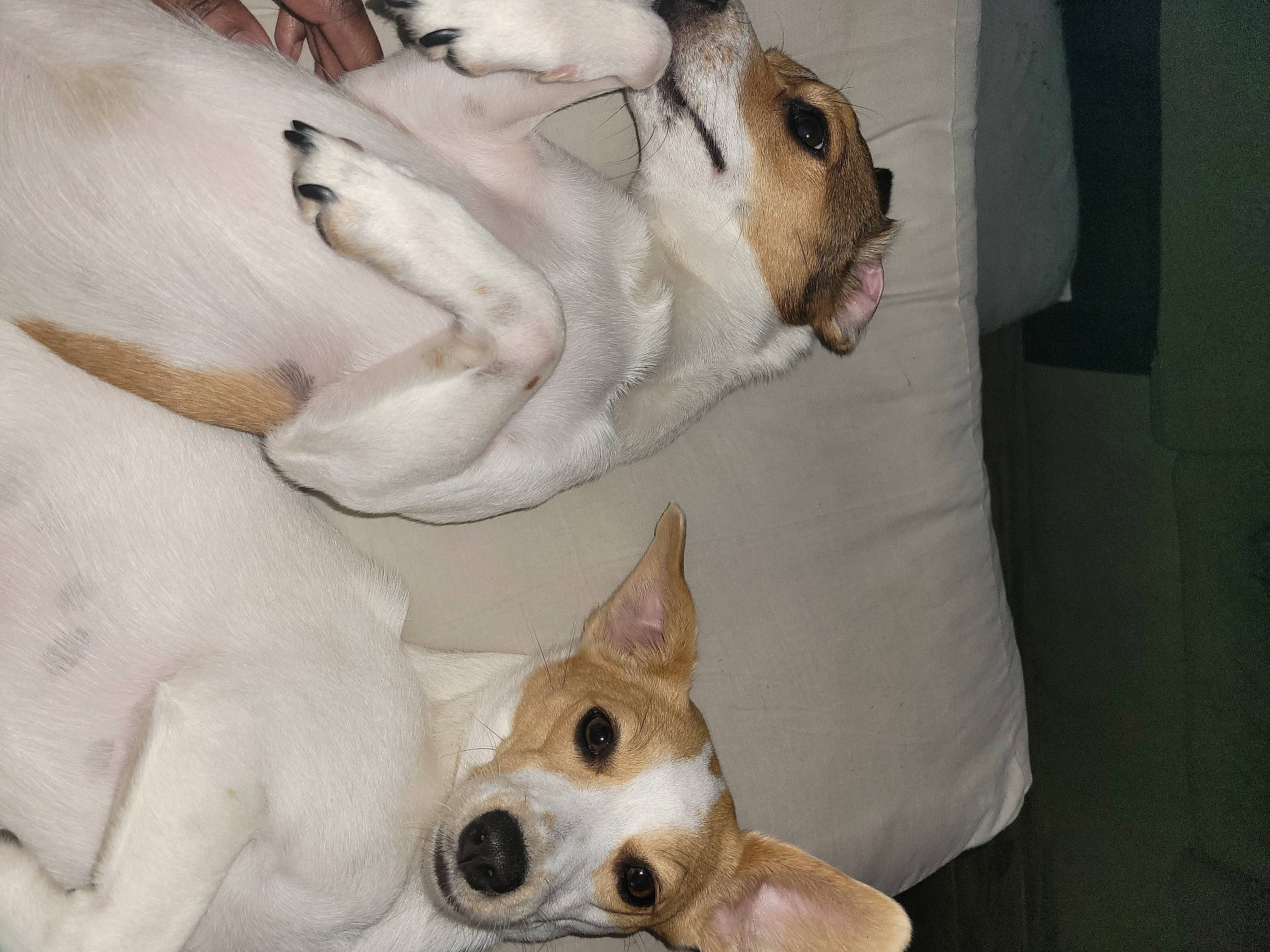 Pippin is registered to the contest to win money with this photo: canidae, carnivore, comfort, companion_dog, dog, dog_breed, ear, fawn, fur, mammal, no_expression, non_sporting_group, paw, snout, sporting_group, tail, vertebrate, whiskers, white, working_animal