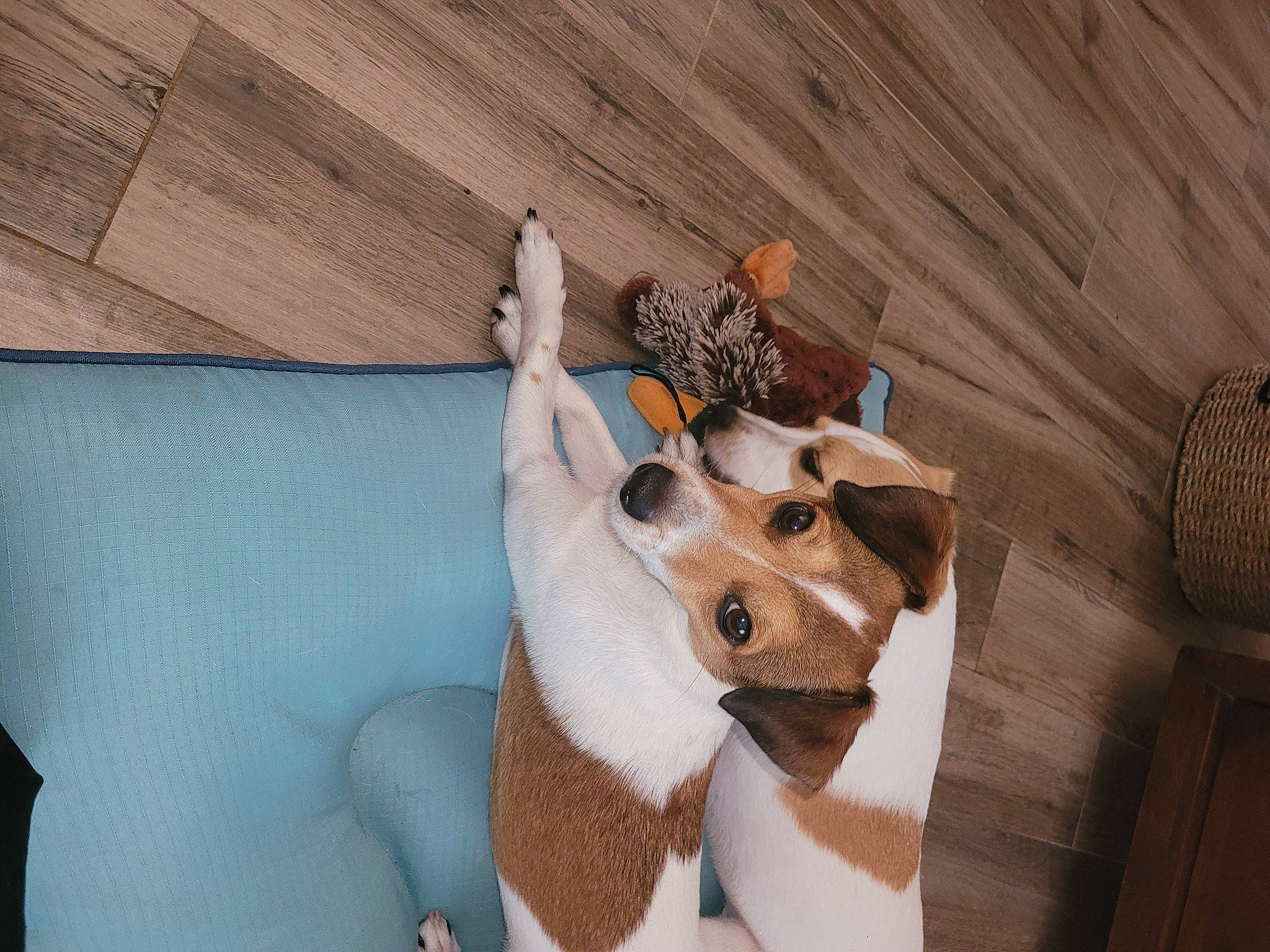 Merry joined the competition — help win amazing prizes! canidae, carnivore, fawn, felidae, flooring, fur, hardwood, linens, pattern, plush, plywood, room, small_to_medium_sized_cats, stuffed_toy, toy, twig, whiskers, wood, wood_stain, wrist