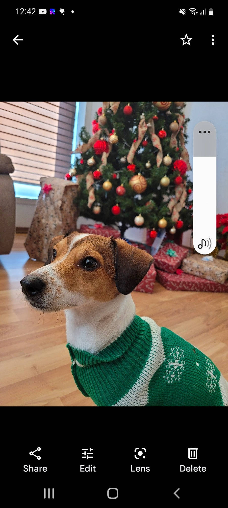 Merry is registered to the contest to win money with this photo: carnivore, christmas_decoration, christmas_ornament, christmas_tree, collar, companion_dog, dog, dog_breed, dog_collar, dog_supply, event, fawn, holiday, holiday_ornament, ornament, pet_supply, rectangle, snout, whiskers, wood