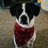 Jax joined the competition — help win amazing prizes! dog, bandana, carpet, indoor, pet, black_and_white, sitting, calm, closed_eyes, fabric, pattern, red, floor, domestic, animal, cute, household, furniture, canine, portrait