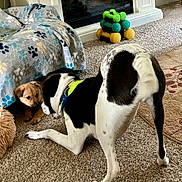 Jax joined the competition — help win amazing prizes! dog, puppy, playful, carpet, blanket, indoor, toy, fireplace, black_and_white_dog, brown_dog, pet, animal, floor, paw_print, curious, furniture, home, cute, companion, interaction