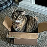 Lady Jayne is registered to the contest to win money with this photo: cat, tabby, cardboard_box, indoor, carpet, pet, feline, curious, sitting, cozy, plaid_cushion, domestic, animal, whiskers, ears, collar, cute, looking_up, box_flaps, home