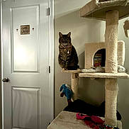 Lady Jayne is registered to the contest to win money with this photo: cat, tabby_cat, cat_tree, indoor, door, toy, collar, pet, furniture, wall, hanging_toy, decor, household, pet_accessory, animal, resting_spot, feline, scratching_post, playful, pet_toys