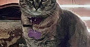 Lady Jayne is registered to the contest to win money with this photo: animal, cat, collar, domestic_cat, ears, face, feline, fur, glowing, indoor, light, pet, portrait, purple_tag, shadow, sitting, striped, tabby_cat, whiskers, window_blinds