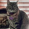 Lady Jayne is registered to the contest to win money with this photo: cat, tabby_cat, indoor, window_blinds, collar, pet, animal, feline, striped, fur, whiskers, ears, face, sitting, light, shadow, purple_tag, domestic_cat, portrait, glowing