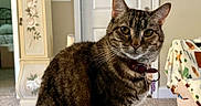 Lady Jayne is registered to the contest to win money with this photo: cat, tabby_cat, indoor, collar, pet, animal, feline, fur, whiskers, ears, eyes, domestic, household, carpet, furniture, door, cabinet, decor, curious, looking