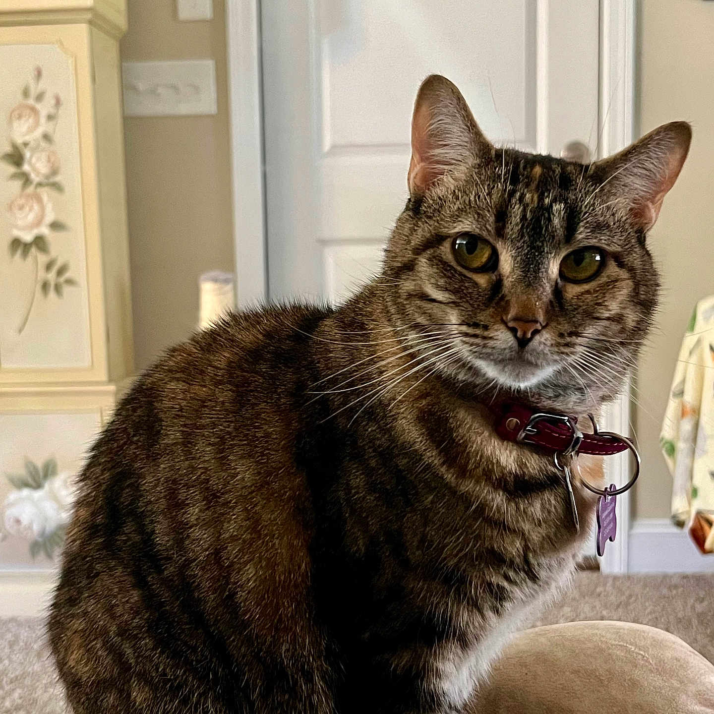 Lady Jayne is registered to the contest to win money with this photo: cat, tabby_cat, indoor, collar, pet, animal, feline, fur, whiskers, ears, eyes, domestic, household, carpet, furniture, door, cabinet, decor, curious, looking