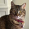 cat, tabby_cat, pet, animal, indoor, close_up, collar, tag, yellow_eyes, fur, whiskers, domestic_cat, alert, portrait, mammal, cute, feline, looking, pink_collar, house