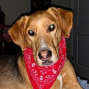 Chachi Besack joined the competition — help win amazing prizes! dog, bandana, red_bandana, pet, canine, indoor, portrait, brown_fur, closeup, animal, cute, domestic_animal, looking_at_camera, head_tilt, snout, ears, fur, companion, friend, resting
