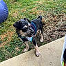 Ozzy joined the competition — help win amazing prizes! dog, puppy, grass, outdoor, harness, toy, basket, exercise_ball, pet, animal, playful, small_dog, concrete, yard, daylight, curious, cute, fur, ears, tail