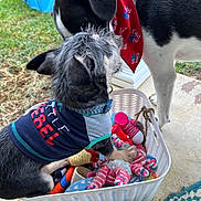 Ozzy joined the competition — help win amazing prizes! dog, puppy, toy_basket, outdoor, grass, porch, collar, bandana, black_and_white_dog, small_dog, playful, pet_clothing, toy, rope_toy, plastic_toy, concrete, fabric_rug, animal, friendship, curious