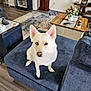 blue_eye, brown_eye, canine, coffee_table, couch, decor, dog, ears_up, flower_vase, furniture, heterochromia, home, indoor, living_room, looking_up, pet, rug, sitting, white_dog, wood_floor