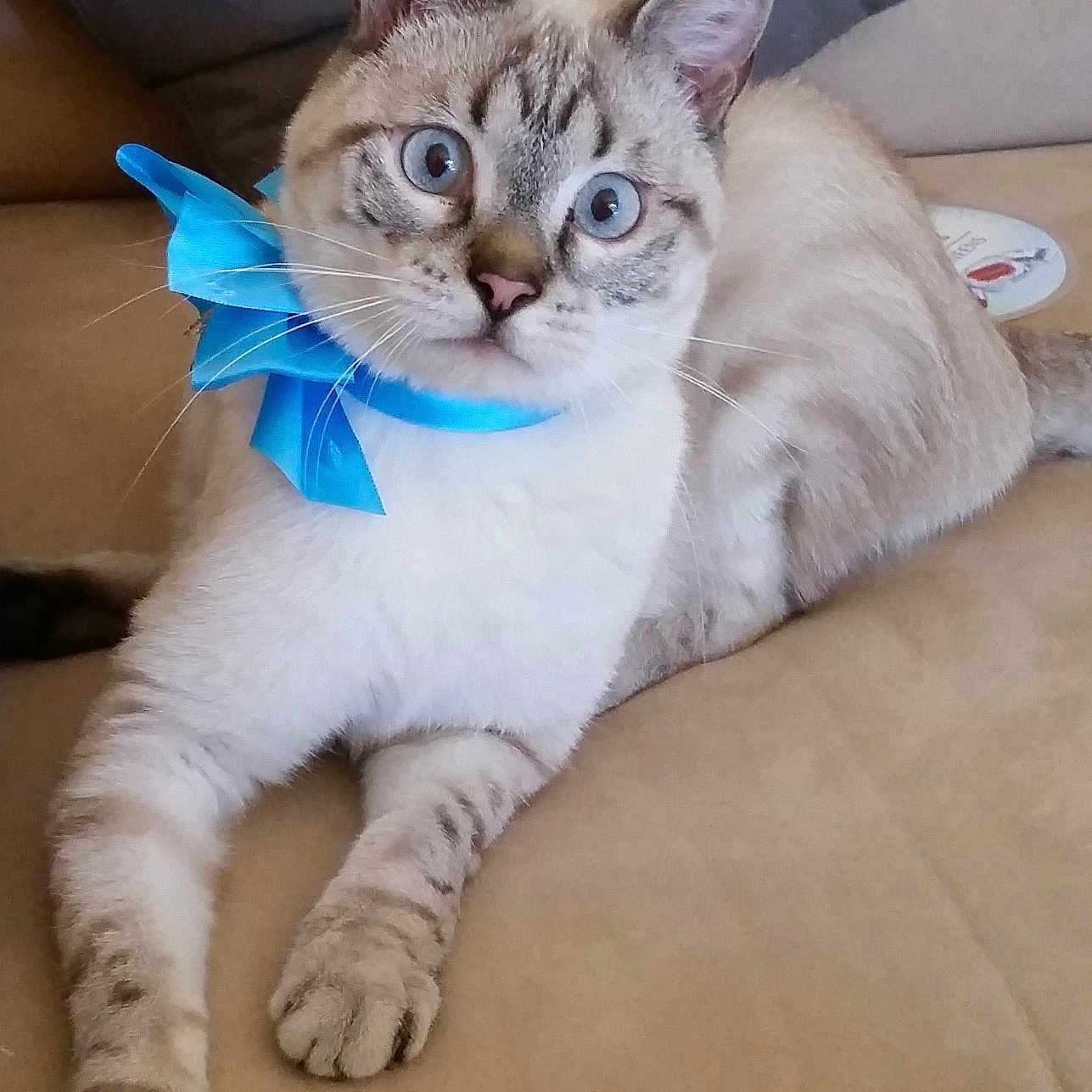 Banania participe au concours pour gagner de l'argent avec cette photo : animal, beige, blue_bow, blue_eyes, cat, couch, curious, cute, domestic, feline, front_paws, fur, indoor, looking_at_camera, pet, relaxed, sitting, striped, tabby, whiskers
