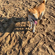 Alasko participe au concours pour gagner de l'argent avec cette photo : animal, beach, canine, collar, dog, fluffy_tail, leash, outdoors, panting, pet, playful, pointed_ears, portrait, sand, shadow, shiba_inu, standing, summer, sunlight, tongue