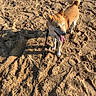 animal, beach, canine, collar, dog, fluffy_tail, leash, outdoors, panting, pet, playful, pointed_ears, portrait, sand, shadow, shiba_inu, standing, summer, sunlight, tongue