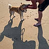 Alasko a rejoint le concours — aidez-le/la à gagner de superbes lots ! animal, barefoot, beach, coast, collar, dog, human, interaction, leash, man, outdoors, pet, photography, playing, sand, shadows, shorts, standing, summer, sunlight