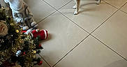 Alasko participe au concours pour gagner de l'argent avec cette photo : animal, christmas_decorations, christmas_tree, curious, cute, decor, dog, doll, festive, floor, gold_tinsel, holiday, home, indoor, pet, seasonal, shiba_inu, tile_floor, toy, winter_clothing