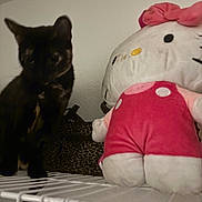 Rainbow is registered to the contest to win money with this photo: black_cat, cat, plush_toy, stuffed_animal, red_overalls, white_wall, wire_shelf, leopard_print_bag, indoor, pet, animal, feline, soft_toy, shelf, toy, closeup, blurred, domestic_animal, cute, furniture