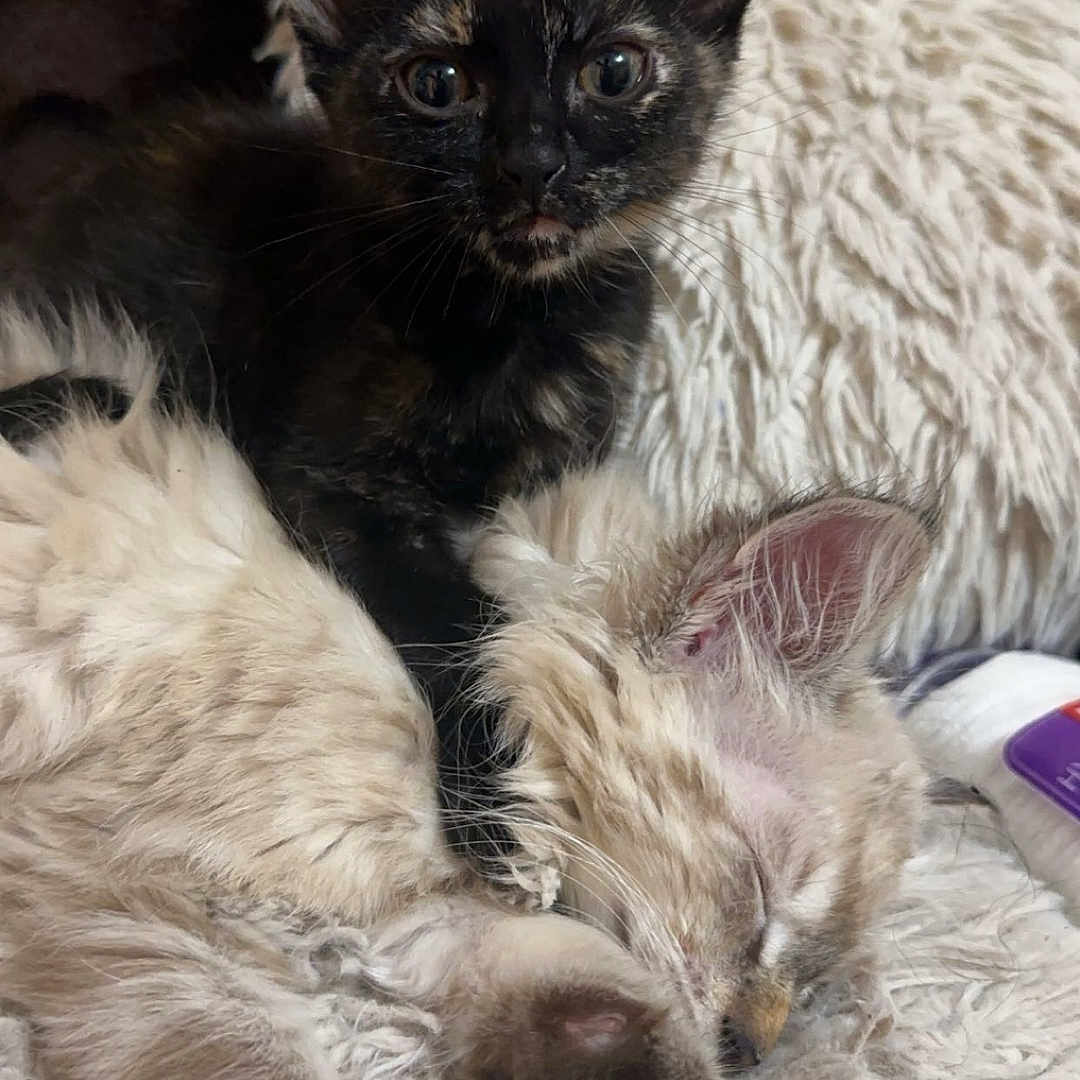 Rainbow is registered to the contest to win money with this photo: animal, blanket, cat, closeup, companion, curious, cute, domestic_cat, feline, fluffy, fur, indoor, kitten, paw, pet, relaxing, resting, sleeping, whiskers, young