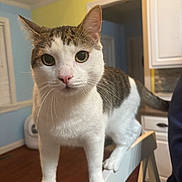 Luis Gerardo joined the competition — help win amazing prizes! animal, balanced, brown_tabby, cabinet, cat, close_up, curious, domestic_cat, feline, home, house, indoor, kitchen, pet, pink_nose, whiskers, white_chair, white_fur, wide_eyes, wooden_floor