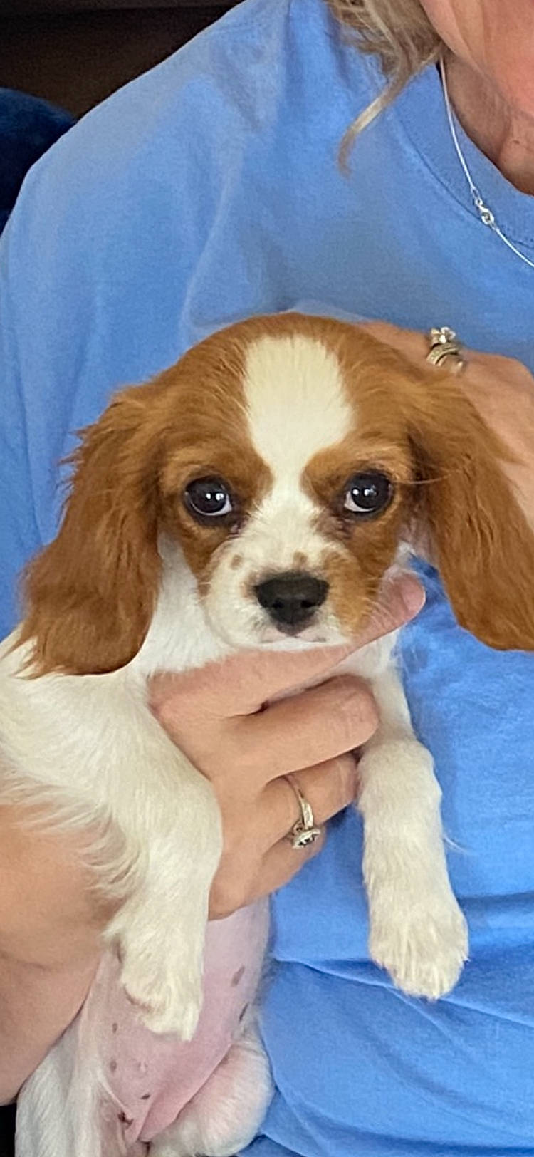 Daisy joined the competition — help win amazing prizes! ancient_dog_breeds, canidae, carnivore, cavalier_king_charles_spaniel, companion_dog, dog, dog_breed, dog_supply, fawn, fur, king_charles_spaniel, liver, puppy, snout, spaniel, sporting_group, terrestrial_animal, toy, toy_dog, working_animal