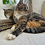 cat, tabby, reflection, mirror, paw, fur, relaxed, indoor, texture, orange, gray, black, white, striped, animal, pet, closeup, laying, side_view, blurred_background