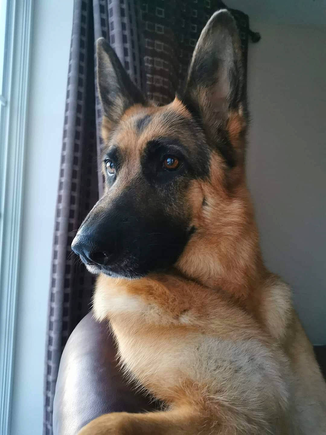 Sadie is registered to the contest to win money with this photo: belgian_shepherd, belgian_shepherd_malinois, canidae, carnivore, dog, dog_breed, ear, east_european_shepherd, fawn, german_shepherd_dog, king_shepherd, kunming_wolfdog, mammal, old_german_shepherd_dog, police_dog, shiloh_shepherd_dog, snout, tervuren, vertebrate, working_dog