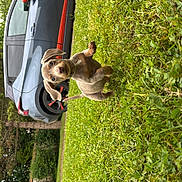 Billy participe au concours pour gagner de l'argent avec cette photo : animal, canine, car, daylight, dog, energetic, grass, greenery, happy, leaping, nature, outdoor, parked_car, pet, playful, puppy, small_dog, vehicle, yard, young_dog
