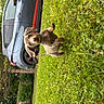 animal, canine, car, daylight, dog, energetic, grass, greenery, happy, leaping, nature, outdoor, parked_car, pet, playful, puppy, small_dog, vehicle, yard, young_dog