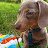 animal, blanket, closeup, collar, colorful, cute, dachshund, daylight, dog, ears, fur, grass, leash, nature, outdoor, pet, portrait, puppy, sitting, young