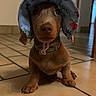 adorable, animal, blue_hat, brown_dog, canine, collar, cute, dachshund, dog, domestic_animal, floor, hat, indoor, looking_up, pet, portrait, puppy, small_dog, tile_floor, young_dog