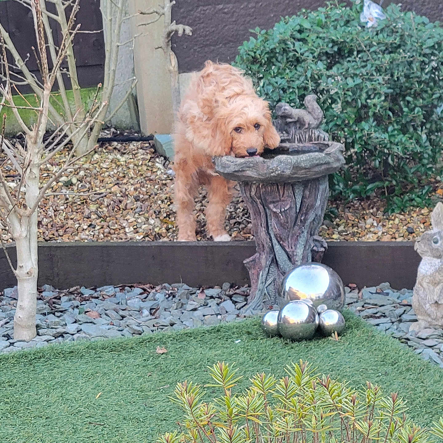 Teddy is registered to the contest to win money with this photo: animal, ball, canine, dog, football, grass, jar, pet, plant, planter, pottedplant, pottery, puppy, soccer, soccerball, sphere, sport, tree, vase, vegetation