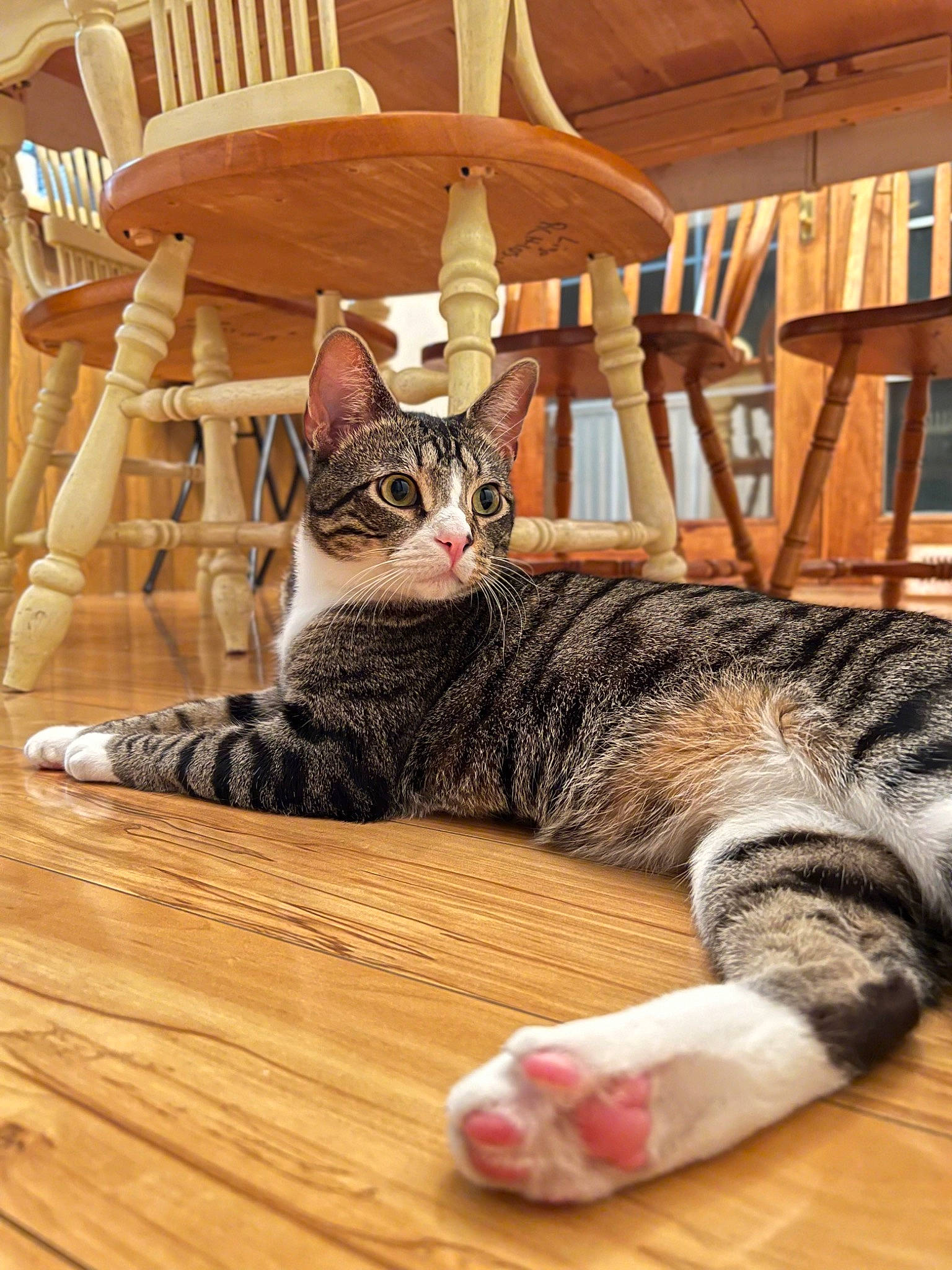 Alex joined the competition — help win amazing prizes! carnivore, cat, chair, comfort, couch, domestic_short_haired_cat, felidae, floor, flooring, fur, hardwood, laminate_flooring, paw, room, small_to_medium_sized_cats, snout, tail, whiskers, wood, wood_flooring