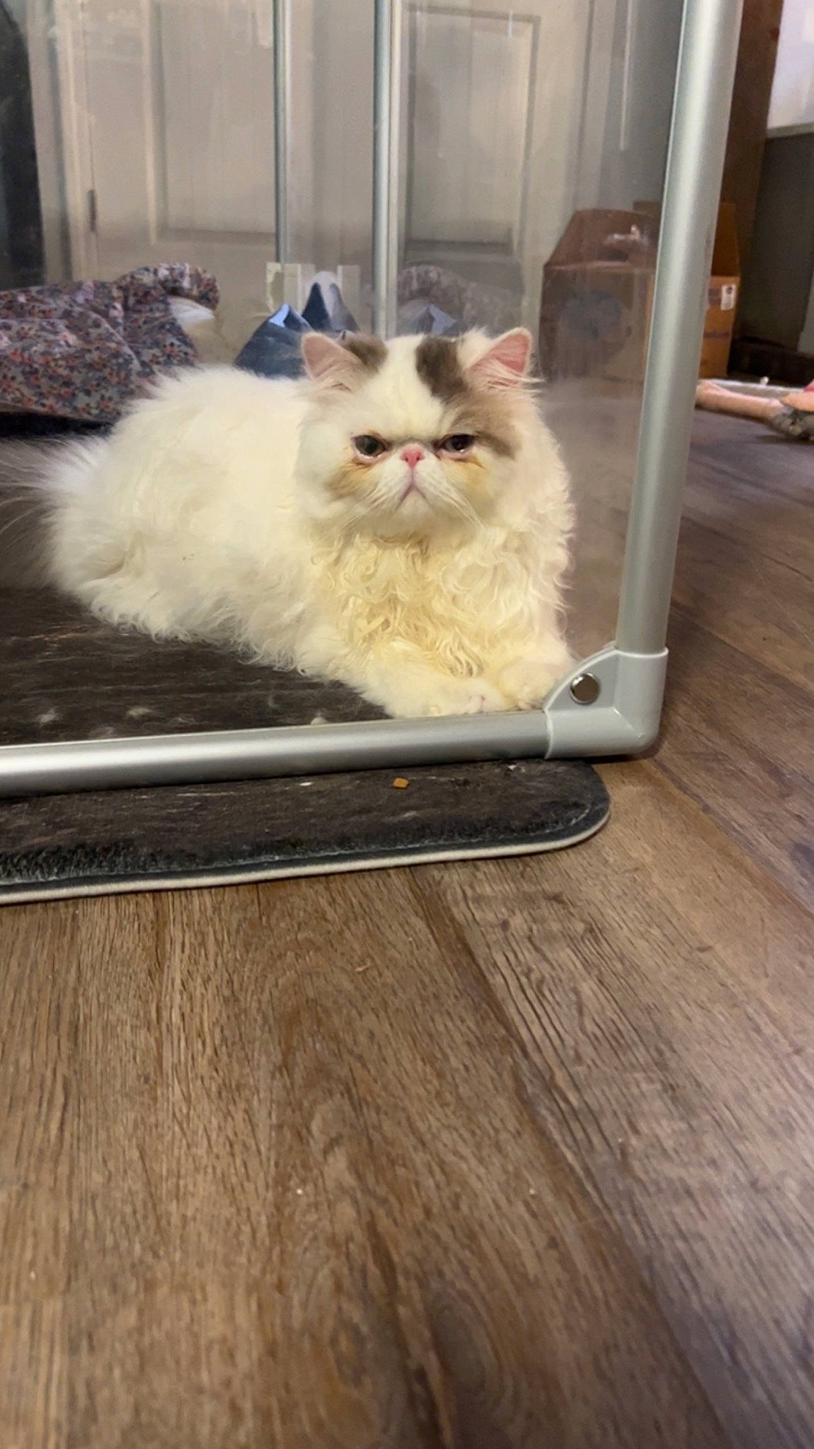 Hops is registered to the contest to win money with this photo: box, carnivore, cat, fawn, felidae, flooring, fur, hardwood, laminate_flooring, plywood, rectangle, sitting, small_to_medium_sized_cats, snout, tail, varnish, whiskers, wood, wood_flooring, wood_stain