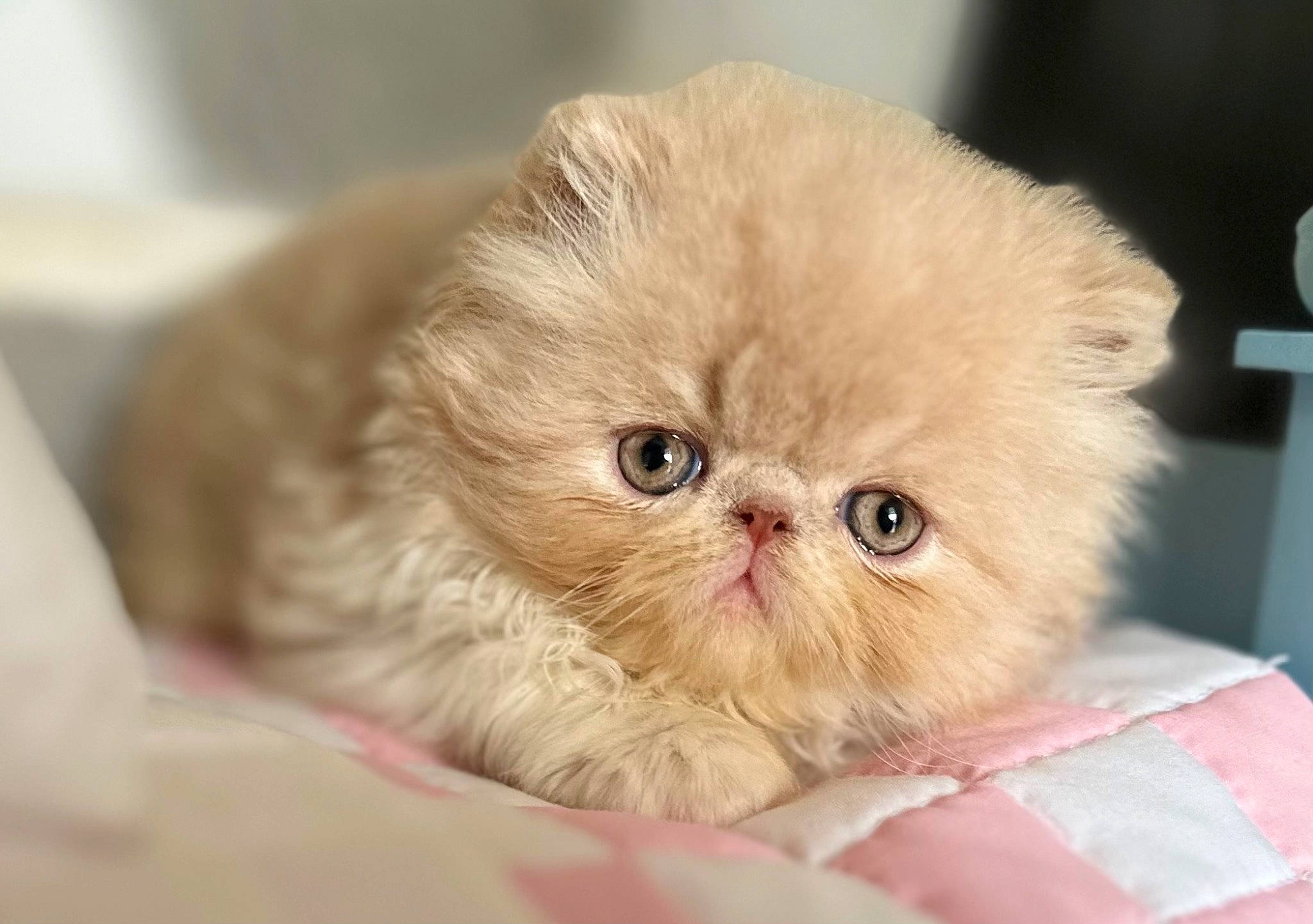 Cream Puff joined the competition — help win amazing prizes! carnivore, cat, claw, comfort, companion_dog, fawn, felidae, fur, persian, scottish_fold, small_to_medium_sized_cats, snout, terrestrial_animal, whiskers
