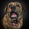 dog, brindle, portrait, close_up, face, snout, nose, eyes, open_mouth, smile, teeth, tongue, treat, snack, collar, leash, studio_lighting, dark_background, fur, happy