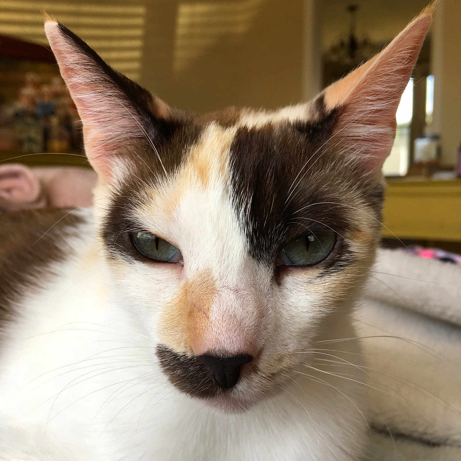 Honey is registered to the contest to win money with this photo: aegean_cat, american_wirehair, asian, carnivore, cat, domestic_short_haired_cat, eye, felidae, fur, japanese_bobtail, javanese, kitten, mammal, small_to_medium_sized_cats, snout, vertebrate, whiskers