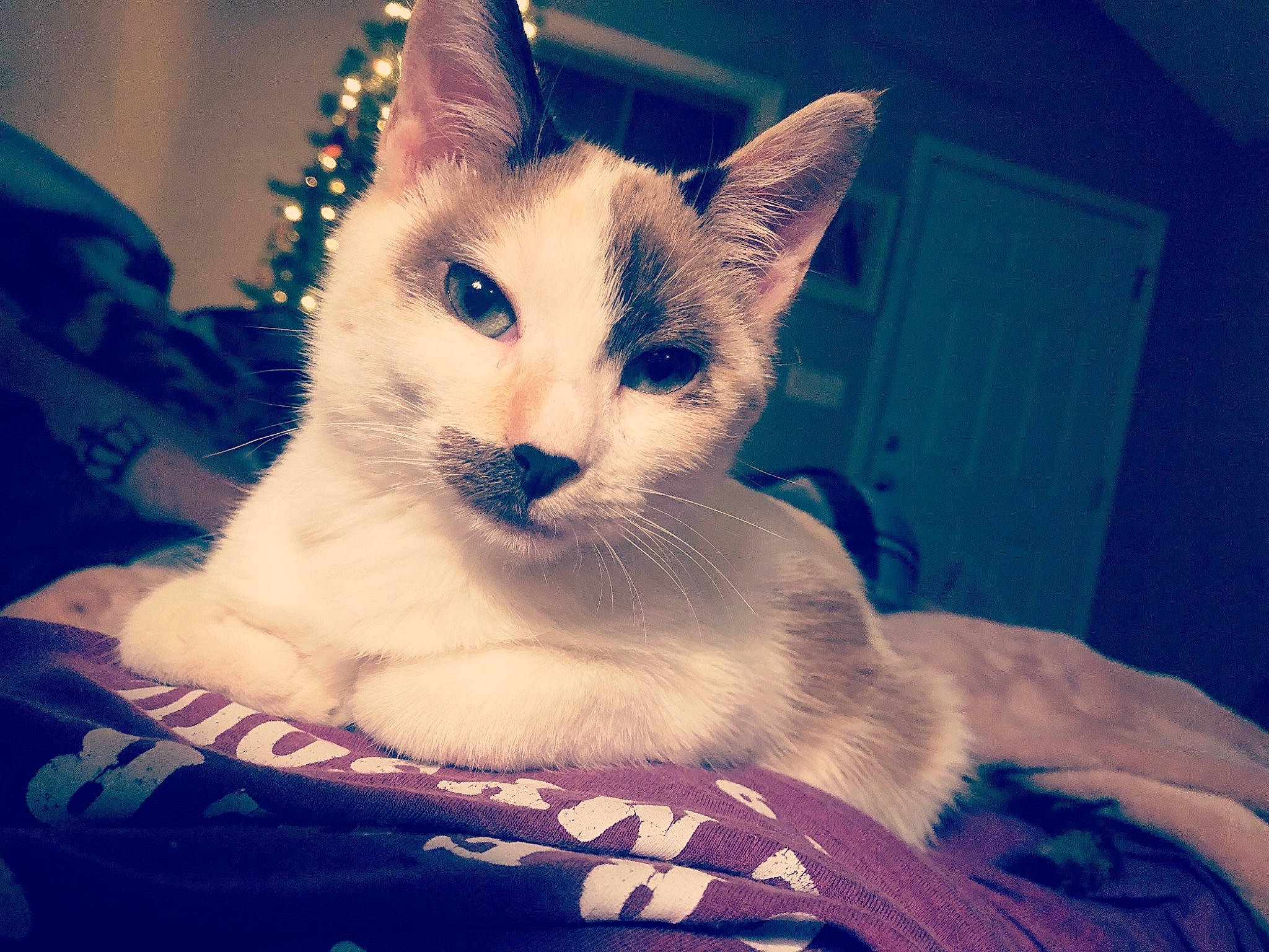 Honey is registered to the contest to win money with this photo: aegean_cat, asian, carnivore, cat, cloud, colorpoint_shorthair, ear, eye, felidae, fur, javanese, kitten, mammal, nose, ojos_azules, person, sky, small_to_medium_sized_cats, thai, tonkinese