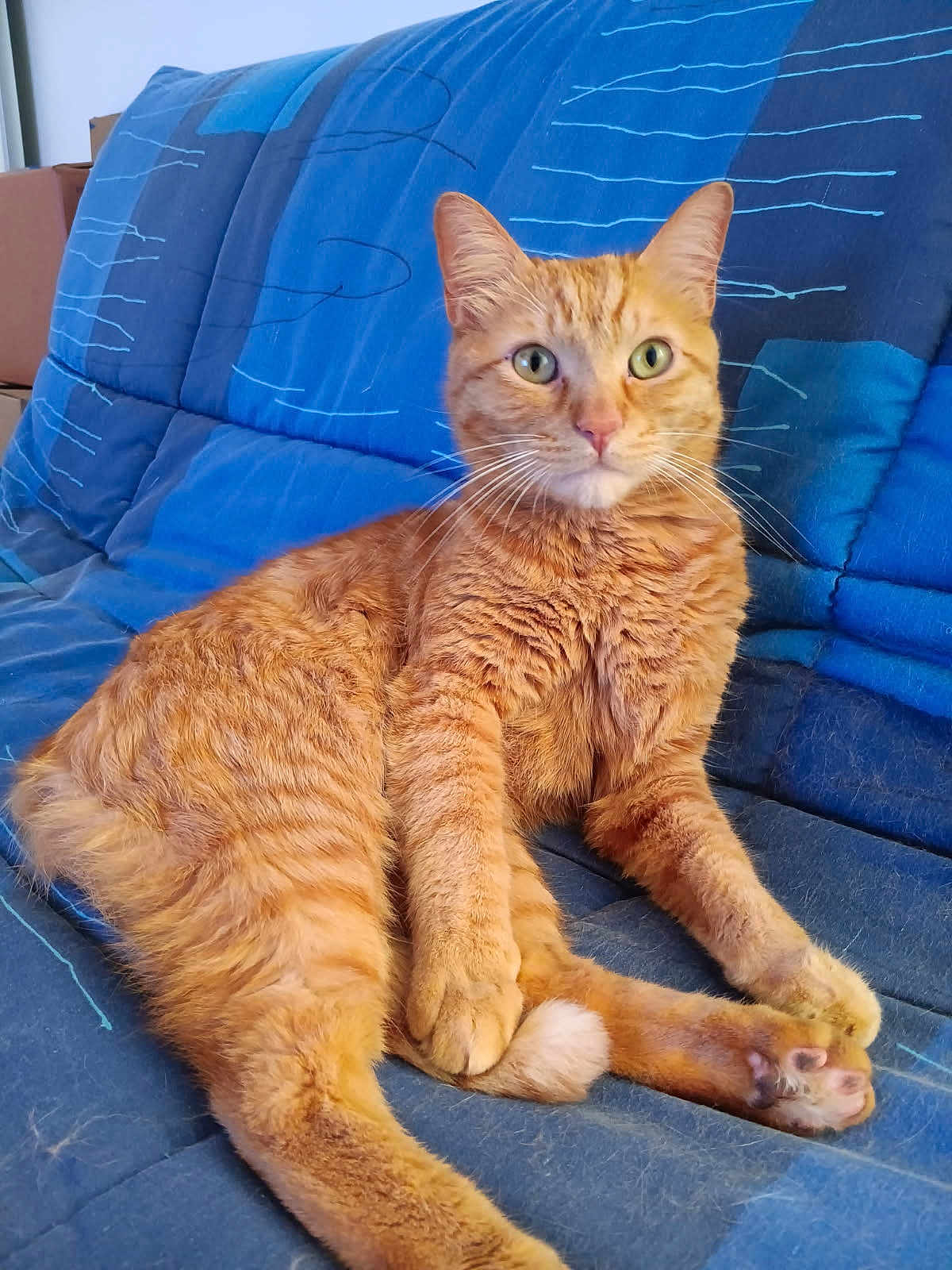 Simba