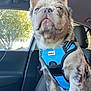 accessories, animal, ball, belt, bulldog, canine, car, clothing, cushion, dog, football, homedecor, lifejacket, pet, puppy, soccer, soccerball, transportation, vehicle, vest