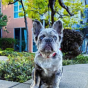 Eróz joined the competition — help win amazing prizes! animal, architecture, building, bulldog, canine, city, dog, grass, herbal, neighborhood, outdoors, pet, plant, pottedplant, puppy, road, shelter, street, tree, urban