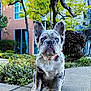 animal, architecture, building, bulldog, canine, city, dog, grass, herbal, neighborhood, outdoors, pet, plant, pottedplant, puppy, road, shelter, street, tree, urban