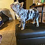 animal, architecture, building, bulldog, canine, clothing, couch, desk, dog, footwear, furniture, indoors, livingroom, person, pet, room, shoe, table, terrier, wood